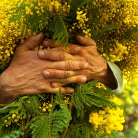 mimosa