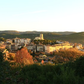 Dracénie